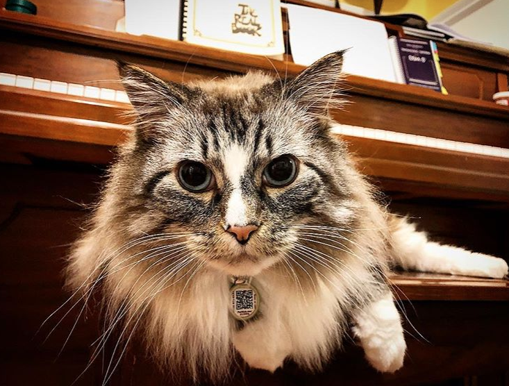 Shop Cats