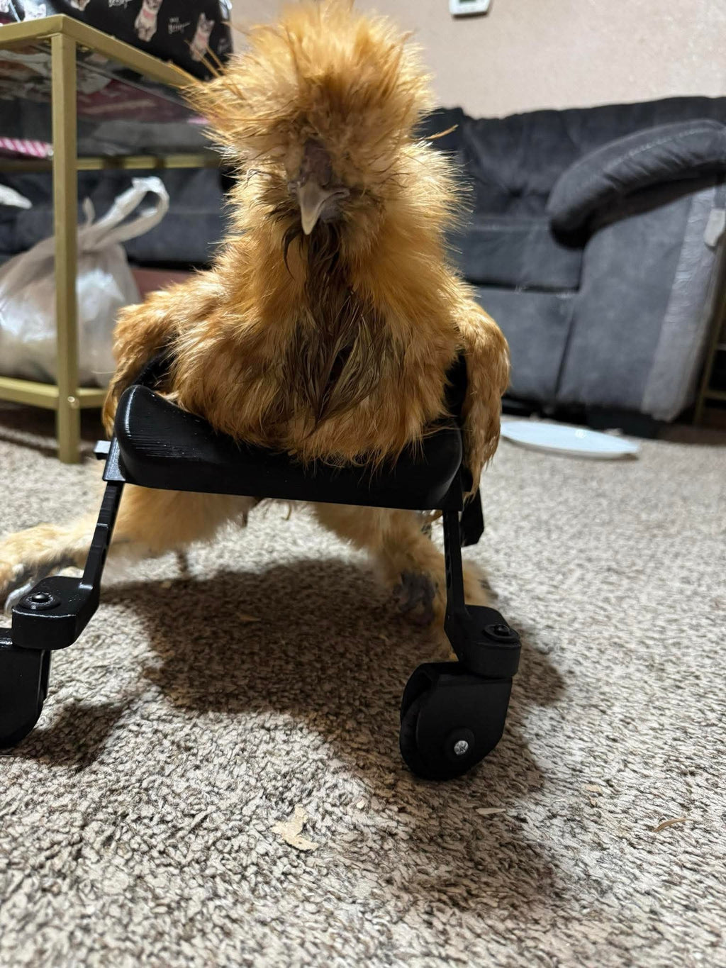 Smaller Chicken Wheelchair