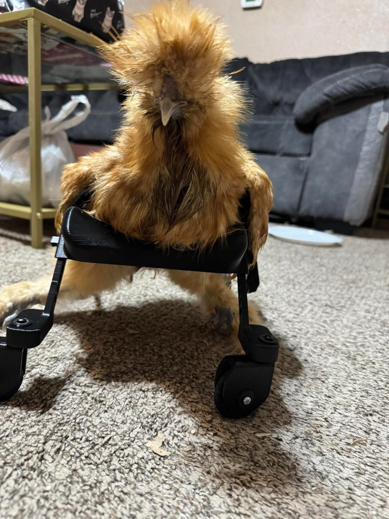Smaller Chicken Wheelchair