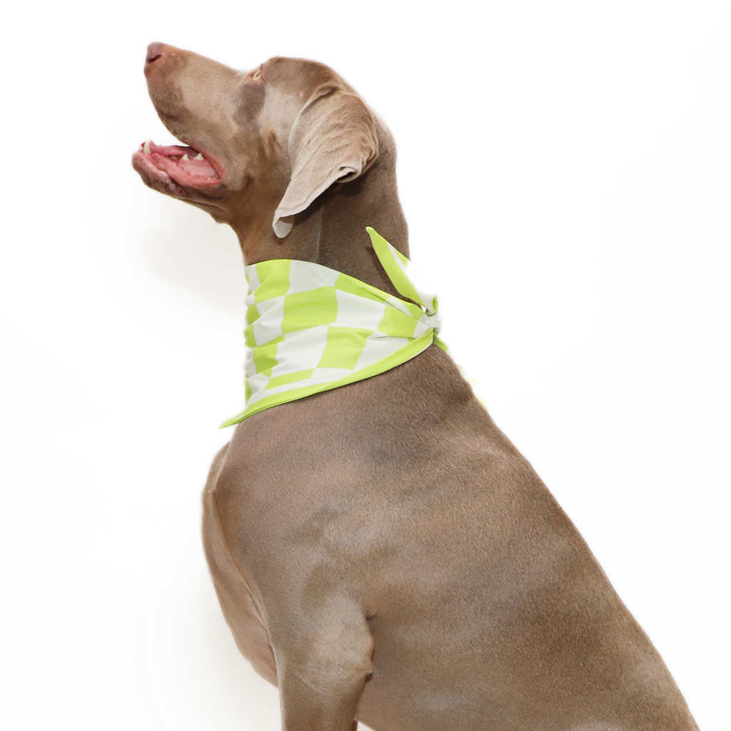Oakley Scarf