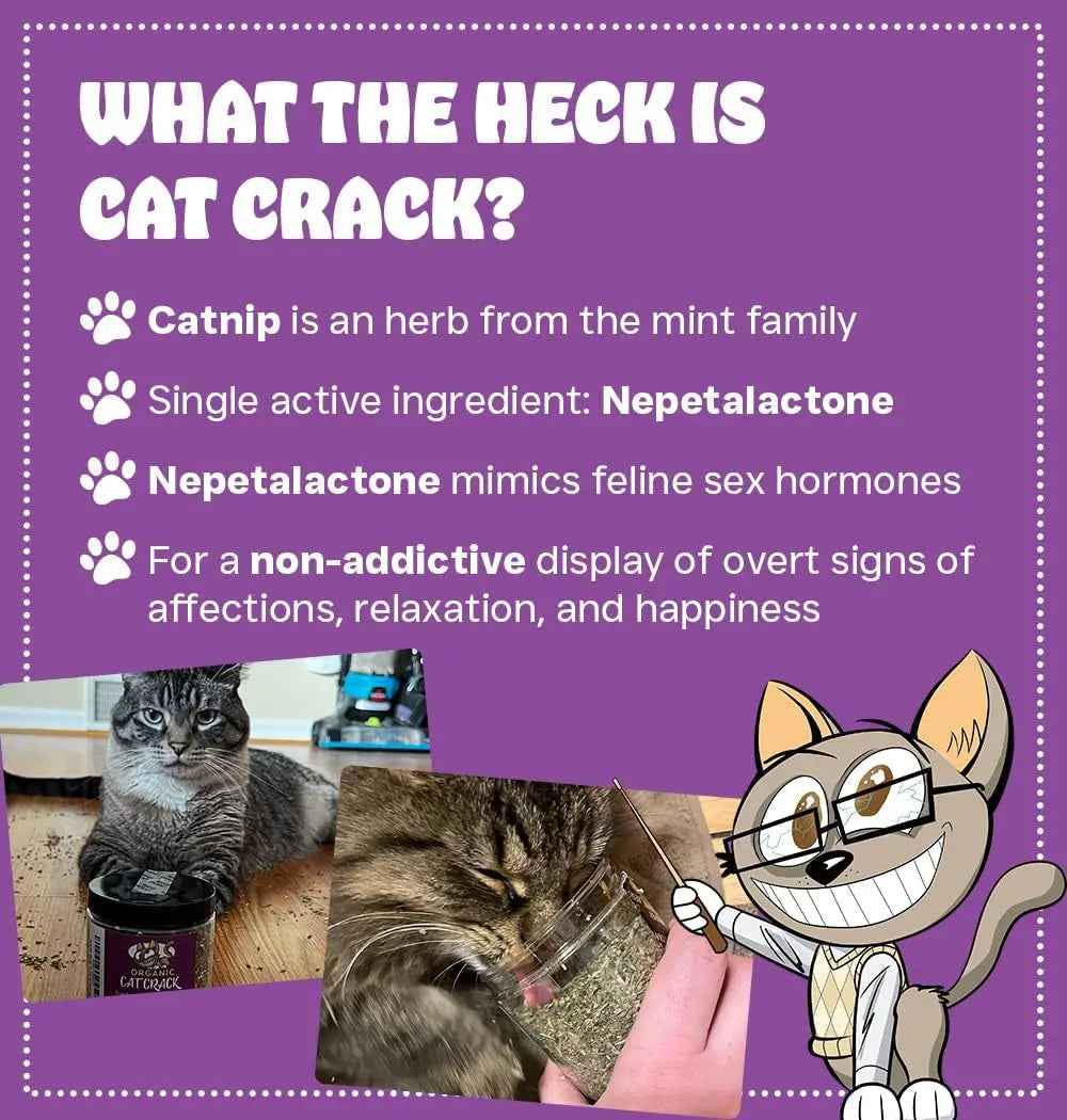 Catnip Blend for Cat Toys & Playtime