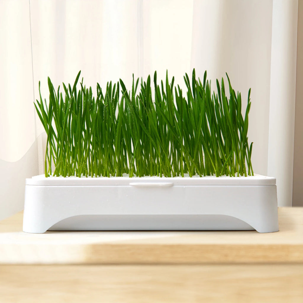 Pet Cat Grass Planting Basin Soilless Culture Wheat Seedling Pot Kitten Grass Hydroponic Device Horticultural Planting Pot