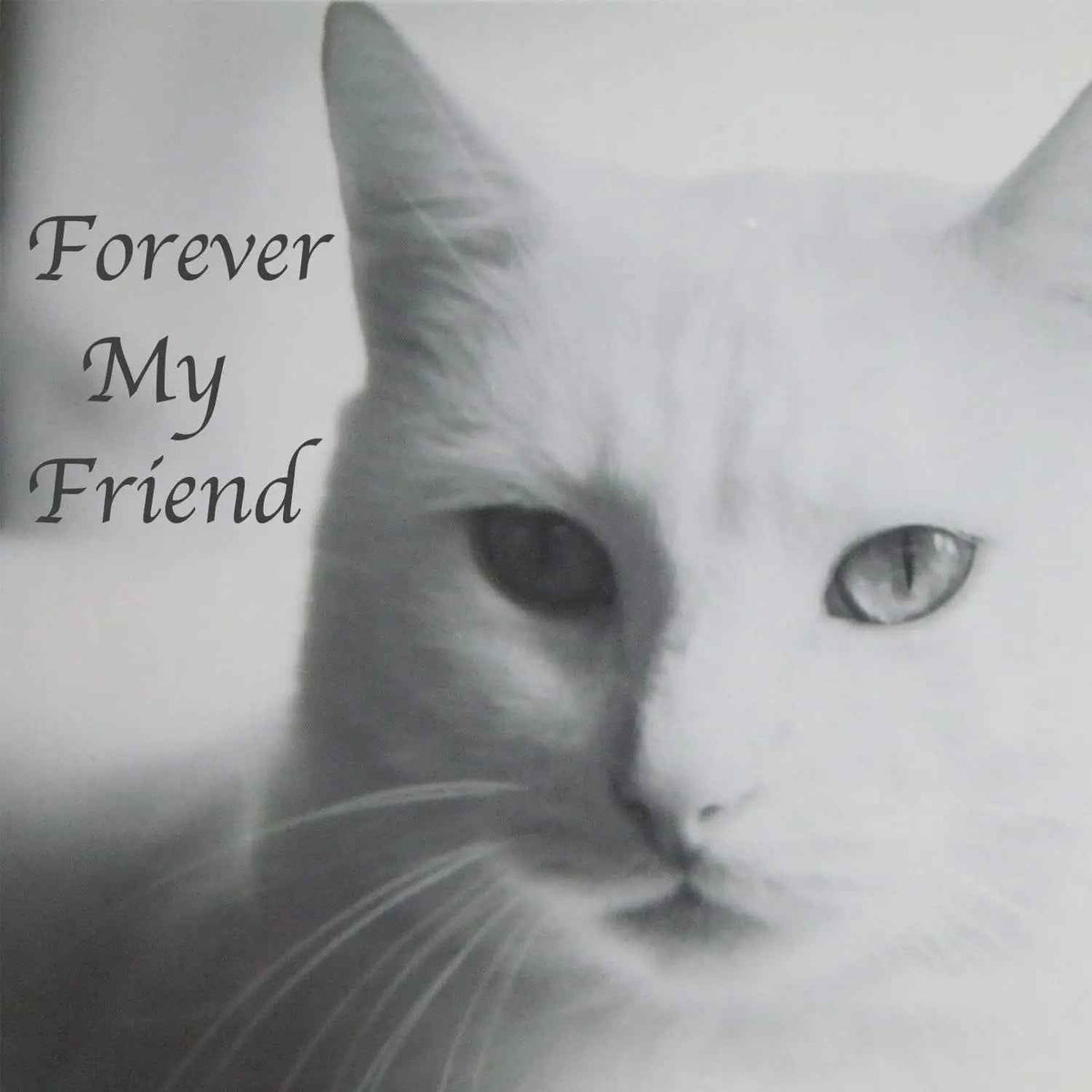Stainless Steel Pet Memorial Urn with Screw-Top Lid