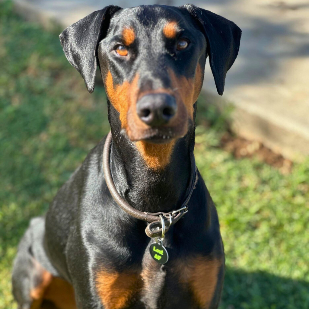 PetHub QR ID Pet Tag - Lost AF