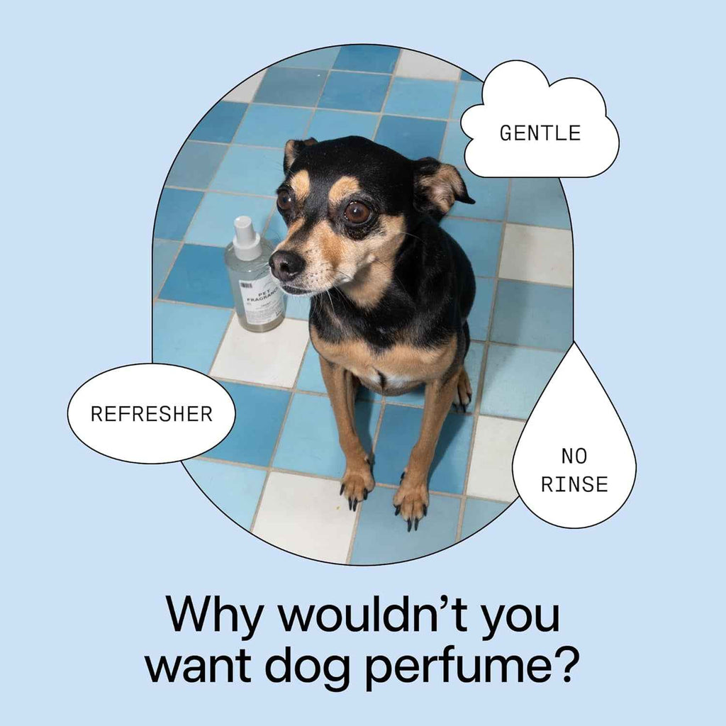 DedCool 01 Taunt Dog Shampoo & Fragrance Bundle